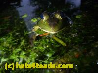 /home//u458753944/public_html/sourcegallery//Frogs/More bullfrogs/P1080930.JPG